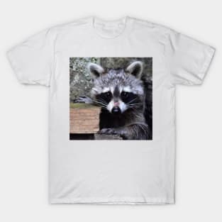 Little Raccoon T-Shirt